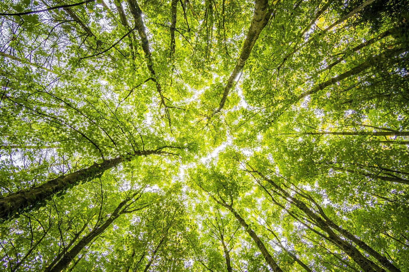 Sustainable forestry and environmental stewardship